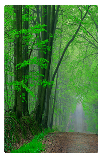 Serenity Forest Path